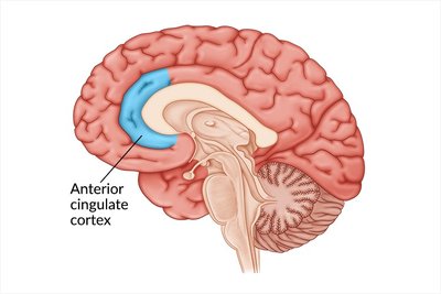Anterior cingulate cortex location in the brain