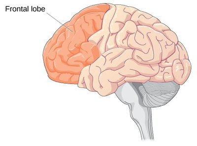 Frontal lobe development in adolescence