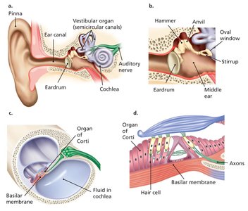 Structure of the Ear