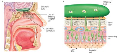 Olfactory Receptors