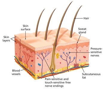 Cross Section of the Skin and Its Receptors