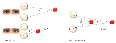 Binocular Cues to Depth Perception