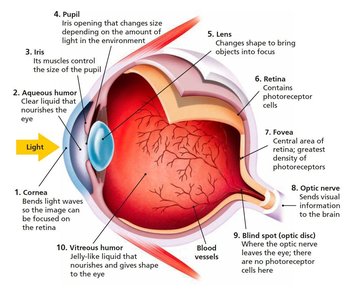 Structure of the Eye