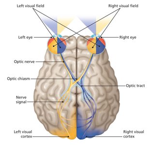Crossing of the Optic Nerve