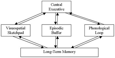 Baddeley and Hitch model of working memory