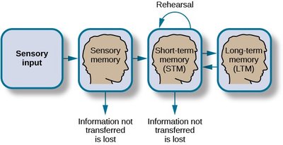 Atkinson-Shiffrin model of memory