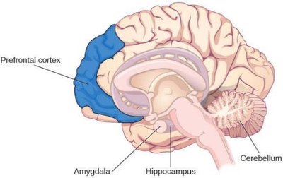 Brain regions involved in memory