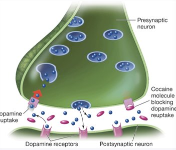Cocaine blocking dopamine reuptake at synapse