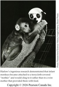 Harlow's monkey experiment on attachment