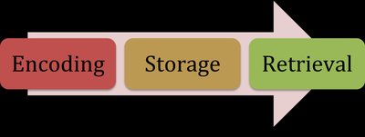 Three processes of memory: Encoding, Storage, Retrieval