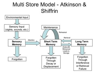 Multi Store Model - Atkinson & Shiffrin