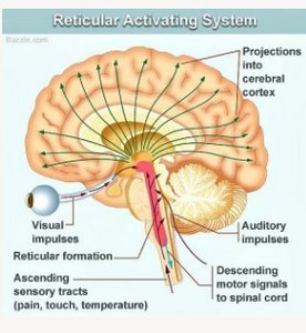 Diagram of the reticular activating system in the brain