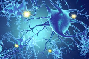 Neurons transmitting electrical impulses