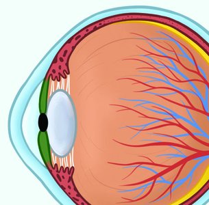Anatomy of the eye