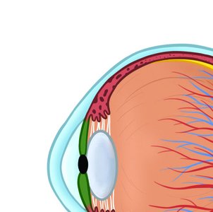 Cross-section of retina showing rods and cones