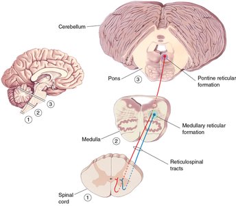 Diagram of reticulospinal tracts and their origins