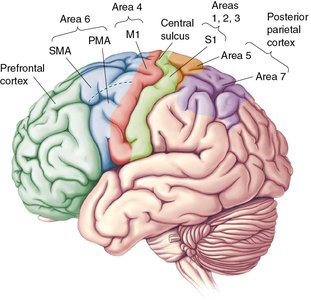 Somatotopic motor map in the cortex