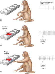 Monkey experiment showing PMA neuron activity during motor planning
