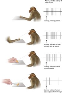 Monkey experiment showing mirror neuron activity