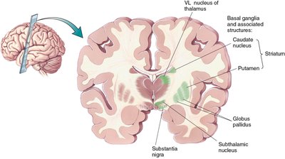 Basal ganglia and associated structures