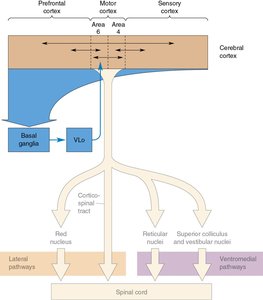 Motor loop diagram showing basal ganglia connections