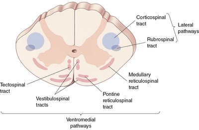 Cross-section of spinal cord showing lateral and ventromedial pathways