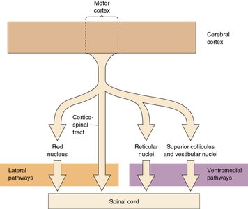 Diagram of descending pathways from the motor cortex to the spinal cord