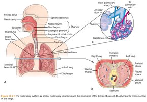 Anatomy of the respiratory system, including upper and lower respiratory structures, alveoli, and a cross-section of the lung.