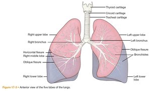 Anterior view of the five lobes of the lungs and bronchial tree.