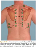 Percussion points on the posterior thorax for lung assessment.