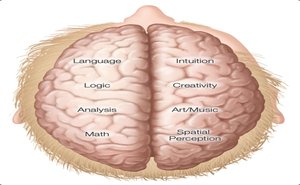 Diagram of brain lateralization showing left and right hemisphere functions