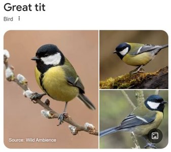Great tit bird, example of animal personality research