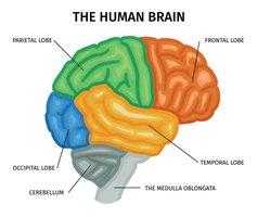 Labeled diagram of the human brain showing major lobes and structures