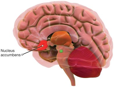 Nucleus accumbens