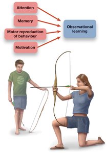Processes involved in observational learning