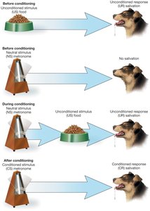 Pavlov's salivary conditioning experiment