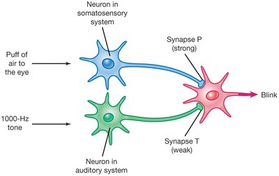Conditioning and synapses