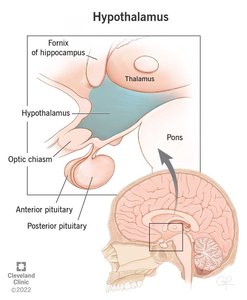Diagram of the hypothalamus and pituitary gland