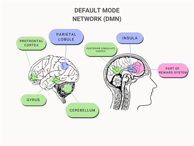 Diagram of the Default Mode Network (DMN) in the brain