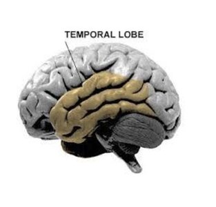 Temporal lobe highlighted