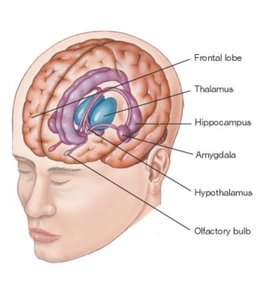 Limbic system and subcortical structures