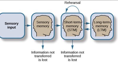 Atkinson-Shiffrin memory model