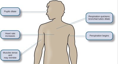 Stress response system (HPA axis)