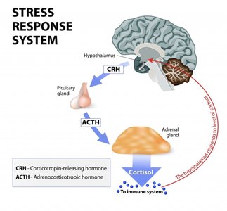 Stress response system diagram