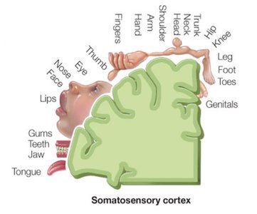 Somatosensory cortex homunculus