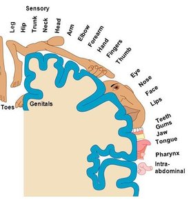 Sensory homunculus diagram