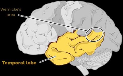 Temporal lobe and Wernicke's area