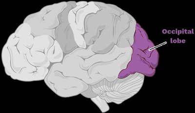 Occipital lobe highlighted in the brain