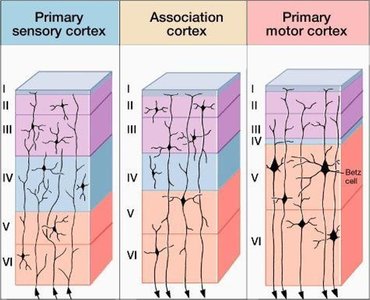 Cortical hierarchies: sensory, association, and motor cortex