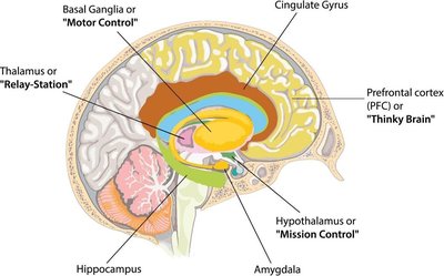 Diagram of subcortical brain structures